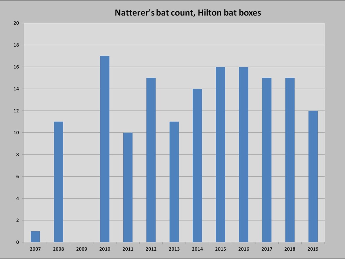 Hilton Natterers Count2