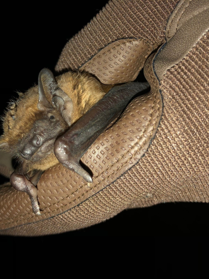 Noctule