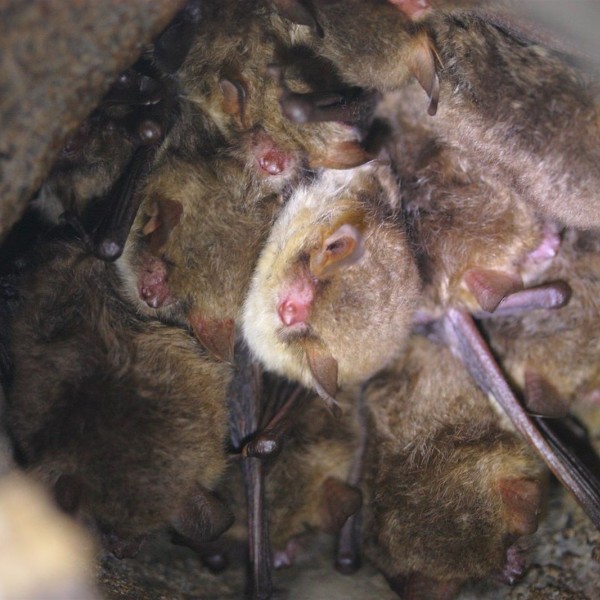 Natterer's bats in a bat box