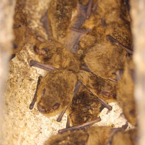 Soprano pipistrelles in a bat box at Calke Abbey