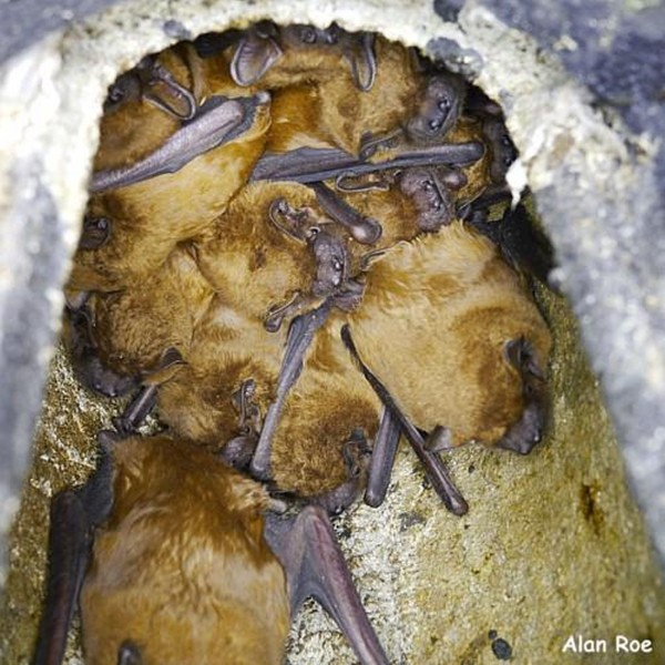 Noctule bats in a bat box