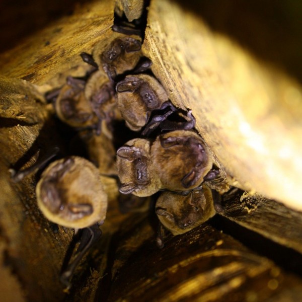 Leisler's bats in wooden hibernation box