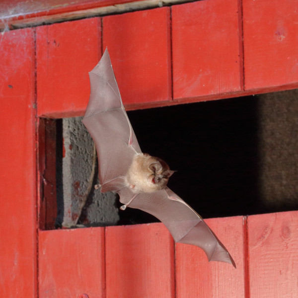 Lesser horseshoe Steven Roe