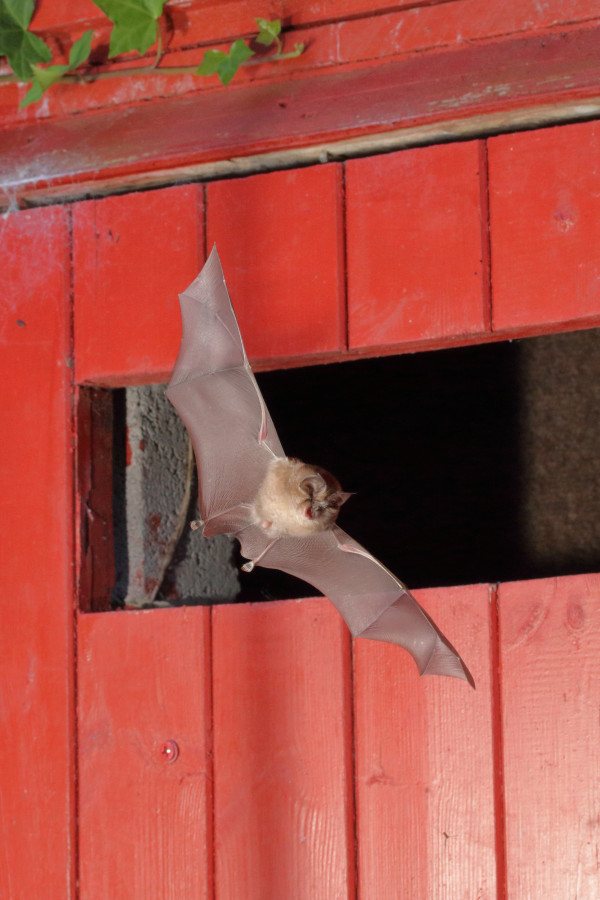 Lesser horseshoe Steven Roe