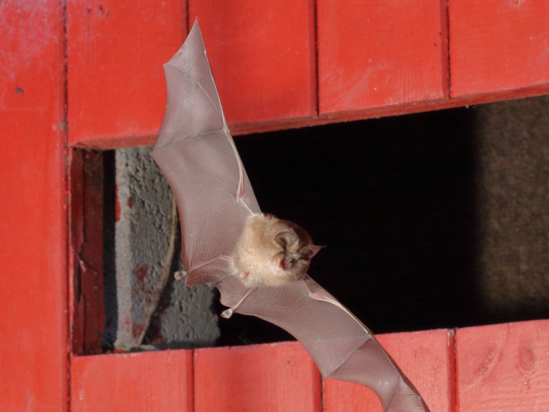 The lesser horseshoe returns to Derbyshire after ~120 year absence